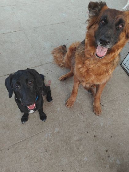 A German Shepherd and a black dog sitting together. This picture showcases the successful integration of different breeds and sizes within my training and boarding program.