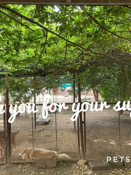 Welcome to our happy place. With plenty of shade from the trees and secure fencing, our play area is a safe haven for dogs to explore and relax. We are so grateful for the trust you place in us and the joy these angels bring into our lives every day.