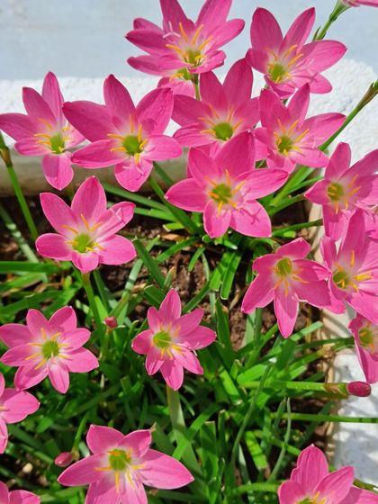 Bhardwaj - Urban Gardening Consultation A Riot of Colorful Flowers photo 234