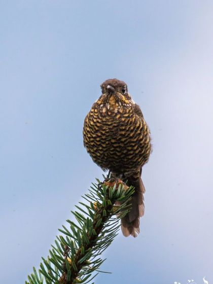 A female Plain Mountain Finch, showcasing its beautiful scaly plumage, perched on a fir tree.