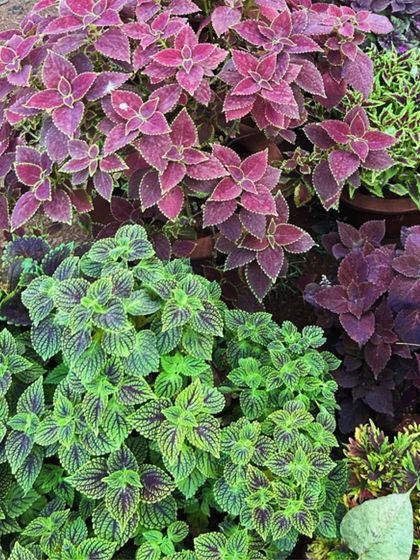 Garden Inspiration & Ideas photo 4