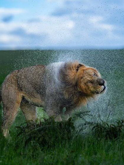 Wild Encounters: Action & Behavior photo 17