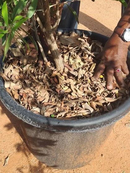 On World Environment Day, we highlight our sustainable practices, like using dried leaves as natural mulch. This helps retain soil moisture and adds nutrients back into the earth.