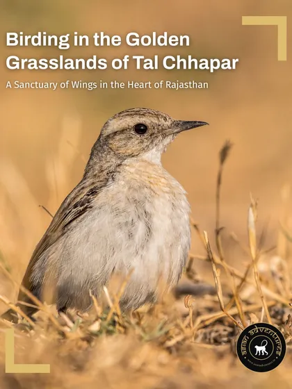 A small lark in the golden grasslands of Tal Chhapar, Rajasthan. This poster promotes our 3-day tour to this unique sanctuary, a haven for raptors, larks, and the elegant Blackbuck.