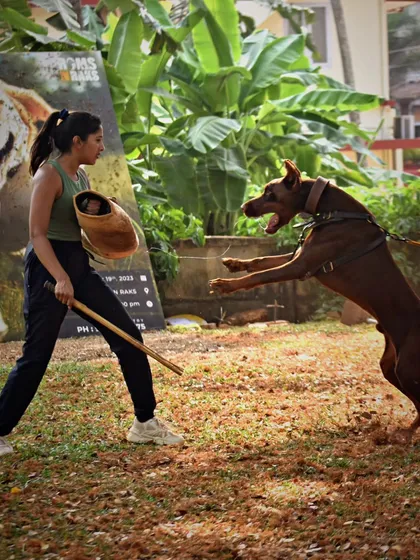 Facing off with Vegas, an incredible Doberman with immense drive. This moment captures the intensity and mutual respect required in protection sports. It's a dance of power and control.