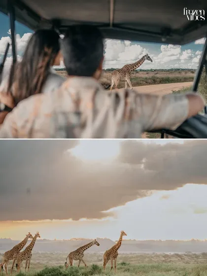 A glimpse into the safari experience. The top frame shows the couple watching a giraffe from their jeep, while the bottom shows a herd of giraffes against a stunning sunset.