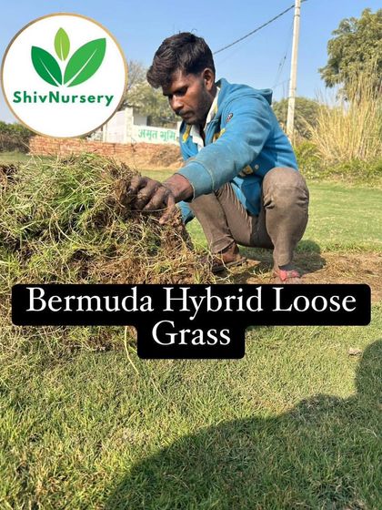 This is Bermuda Hybrid Loose Grass, which is an economical option for covering large areas. It's harvested loose instead of in rolls.