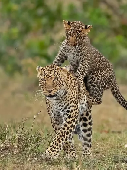A moment of pure trust and playfulness in the African savannah. This leopard cub takes a ride on its mother's back, a rare and intimate glimpse into the family life of these elusive big cats.