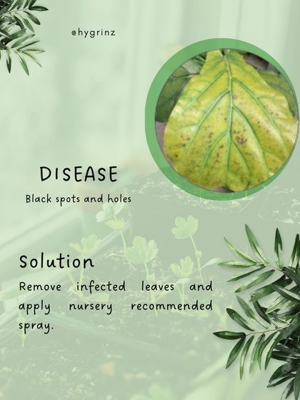 Hygrinz - Garden Maintenance Gardening Know-How: Tips & Techniques photo 46