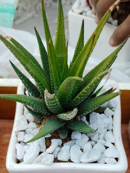 The Zebra Haworthia is a popular and easy-to-care-for succulent, making it an ideal gift for both beginners and experienced plant lovers. Its striking stripes add a touch of modern style.