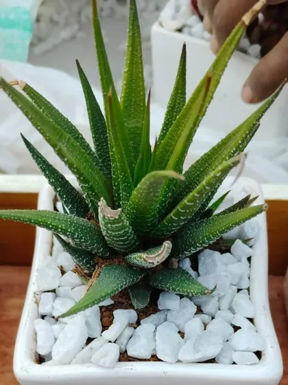 The Zebra Haworthia is a popular and easy-to-care-for succulent, making it an ideal gift for both beginners and experienced plant lovers. Its striking stripes add a touch of modern style.