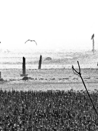 'Woke migrants?' The dried bed of Najafgarh Lake, a story of superficial activism and misguided narratives that have failed to protect this vital ecosystem.