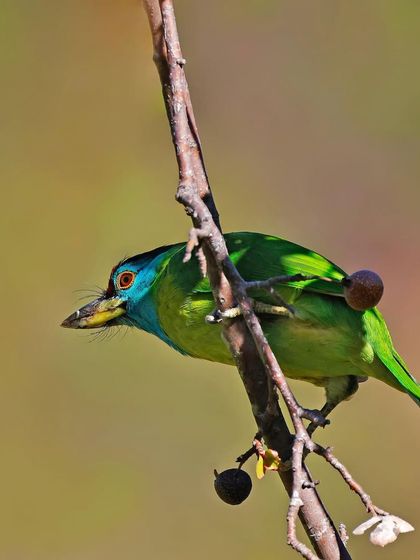 A Blue-throated Barbet navigates a thin branch with berries. The shot captures the bird's agility as it forages for food in the trees.