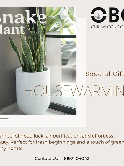 Looking for the perfect housewarming gift? The Snake Plant is our top recommendation. It's known for bringing good luck, purifies the air, and is incredibly tough to kill, making it ideal for new beginnings and new homeowners.