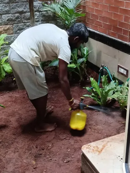 Here we are applying a safe spray to control weeds and pests. We use both organic and chemical methods depending on the situation to protect your plants and keep them healthy.