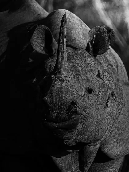 A black and white portrait of a rhino. Monochrome strips away distractions, allowing the viewer to focus on the incredible texture and form of this prehistoric-looking giant.