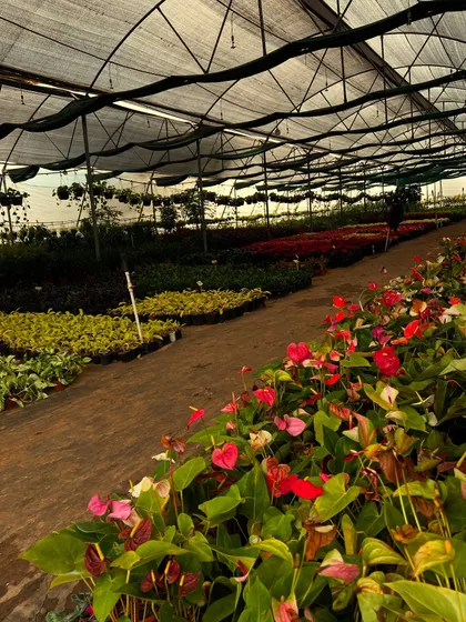 Our indoor section is always blooming with color, featuring plants like the Anthurium with its bright red flowers. We ensure a constant supply of healthy and beautiful plants for our customers.