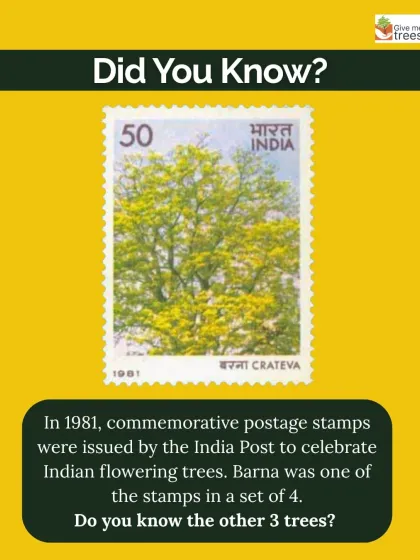 A fun fact we share on our walks. The Barna tree was featured on a postage stamp by India Post in 1981 to celebrate Indian flowering trees. It is a tree with a rich history.