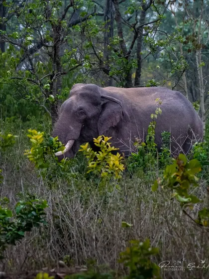 A large tusker partially hidden in the lush vegetation of Rajaji National Park. Male elephants often roam alone.