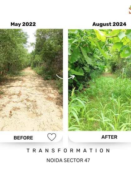 Another perspective of the transformation at Noida Sector 47. A once-exposed dirt path is now a cool, shaded walkway surrounded by dense foliage, demonstrating the cooling effect of urban forests.