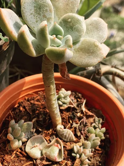 This mother succulent plant is a great example of propagation. You can see the new baby plants, or "pups," sprouting from the base and even from fallen leaves. Each one can be separated to start a new life.