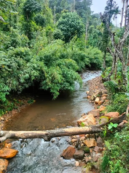 A serene river flowing through the forest, a peaceful sight on our Kudremukha trek.