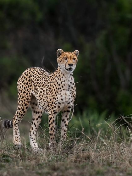 Lions & Cheetahs of the African Savannah photo 14