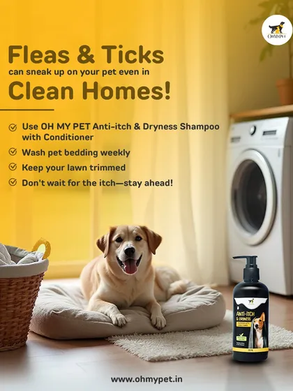 Fleas and ticks are a major headache, but I can help. My grooming includes a thorough check and I use specialized anti-itch and anti-tick shampoos to soothe irritated skin and keep those nasty pests away.
