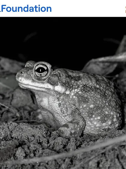 A toad emerges from the soil at night. These nocturnal amphibians help control pests and are a crucial part of the forest floor ecosystem.