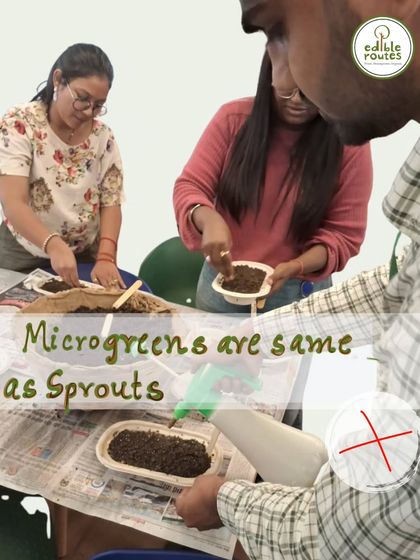 Myth busted: Microgreens are not the same as sprouts. In my workshops, I clarify these differences to ensure everyone understands what they are growing.