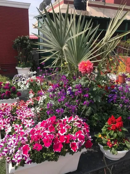 A beautiful rooftop garden overflowing with a colorful mix of petunias, dahlias, and other seasonal flowers. We can help you create and maintain a stunning floral display in any outdoor space.