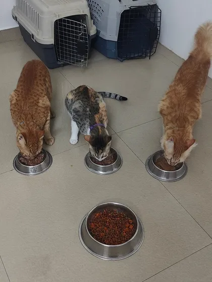 I believe in clean and separate meals for everyone. Each cat gets their own spotless stainless steel bowl for food and water to ensure hygiene and prevent any squabbles.