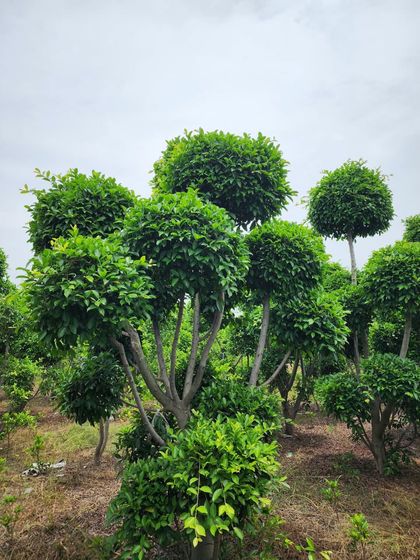 Delhi Gardner - Wholesale Plant & Turf Supply Sculpted Topiaries & Artistic Bonsai photo 12