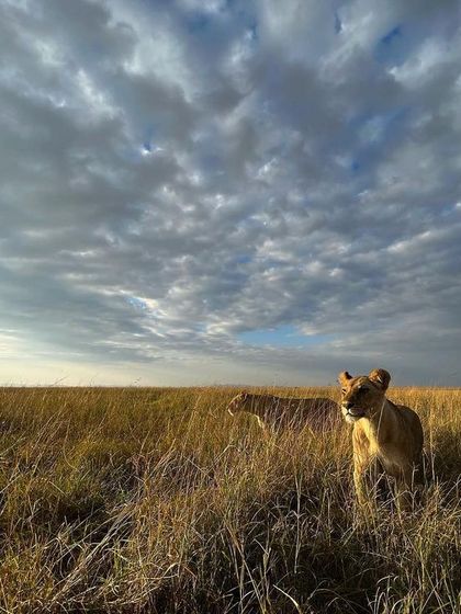 "Hunters on the Prowl." Two lionesses move through the tall grass of the savannah under a vast, cloudy sky, their focus fixed on a potential hunt.