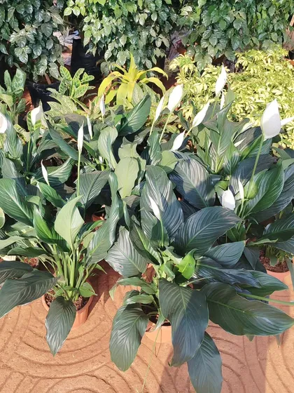 A collection of blooming Peace Lily plants at my nursery. These are one of the most popular indoor plants for their beautiful white flowers and air-purifying abilities.