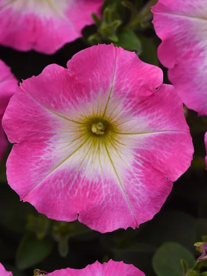 A lovely pink and white star petunia. The crisp white center radiates outwards into soft pink petals, creating a cheerful, eye-catching pattern.