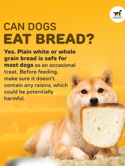 Oh My Pet - At-home Pet Grooming Pet Health & Safety Gyaan photo 12