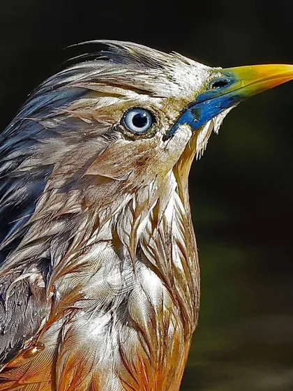 A Chestnut-tailed Starling with wet, slicked-back feathers after a bath. This portrait captures a unique, almost punk-rock look, highlighting its pale eye and colorful beak.