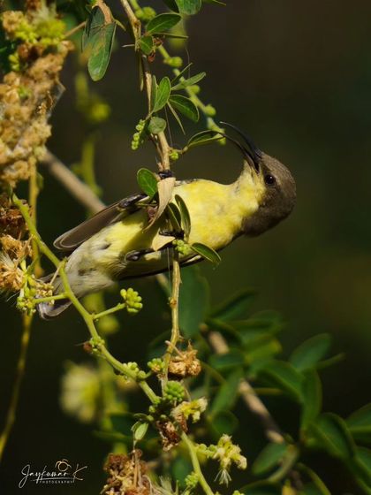 A duplicate of the acrobatic sunbird, a testament to its agility.