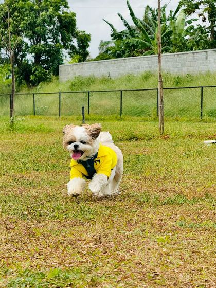 The Pawsome Camp - Dog Daycare & Boarding The Pawsome Playground: 2 Acres of Freedom photo 15
