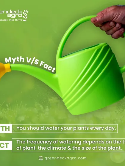 Myth: You should water your plants every day. Fact: Watering frequency depends on the plant type, climate, and size. We help you understand your plant's specific needs.