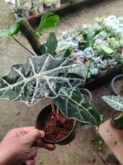 The Alocasia 'Polly' or African Mask Plant has striking dark green leaves with prominent white veins. It's a dramatic and beautiful plant for any home.