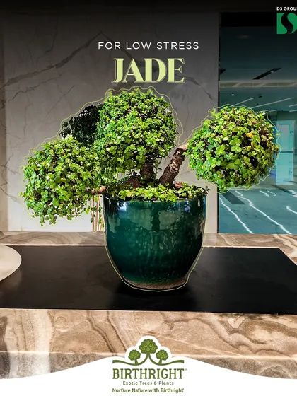 The Jade plant is perfect for low-stress environments. Known for attracting good fortune, it also adds a touch of serene green to a desk or meeting room, helping to keep tensions low.