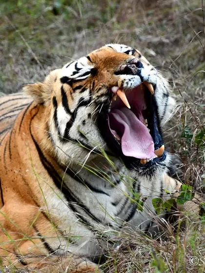The undisputed king of Tadoba, Chota Matka, letting out a massive yawn. This isn't just a sleepy tiger; it's a display of his impressive canines and a sign of being completely at ease in his territory. A powerful portrait of a dominant male.