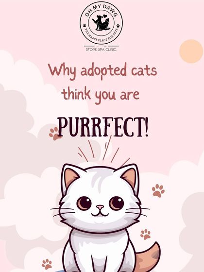 Oh My Dawg - Animal Welfare & Adoption Services Our Adoption Drives photo 42