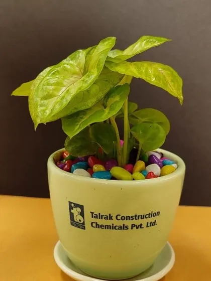 A neon Syngonium plant in a light green branded pot, another custom gift option for Talrak Construction.