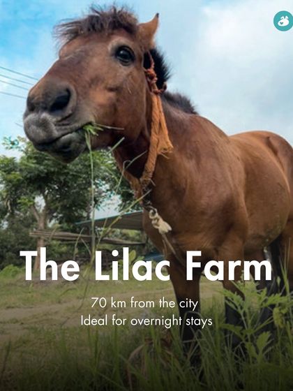 The Pack - Pet-Friendly Adventures & Meetups Pet-Parent Resources: Guides & Tips photo 23