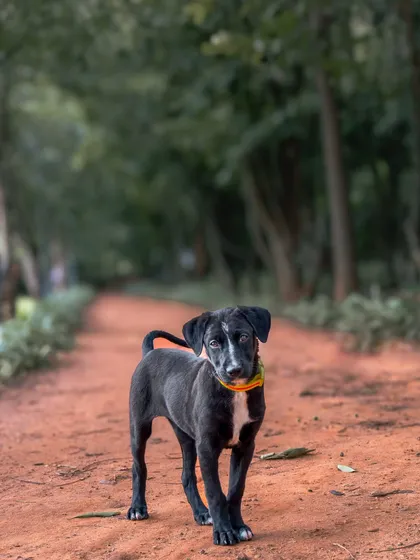 A beautiful portrait of a rescued indie puppy on a red dirt path. The natural green background makes this little dog stand out beautifully.