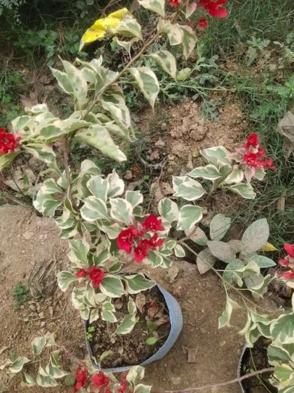A variegated Bougainvillea with red flowers. The combination of colorful flowers and variegated leaves is very striking.