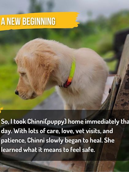 Kuddle - At-Home Veterinary Services Our Community: Advocacy & Heartwarming Stories photo 4